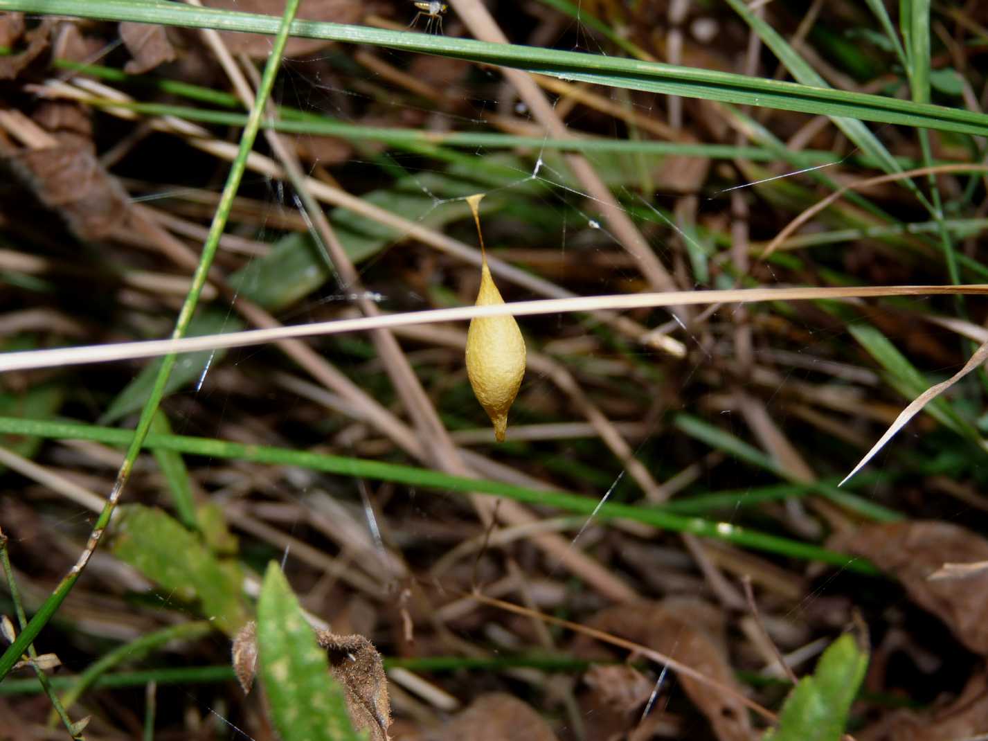 Ovisacchi di Cyrtarachne ixoides - Santa Teresa Gallura (OT)